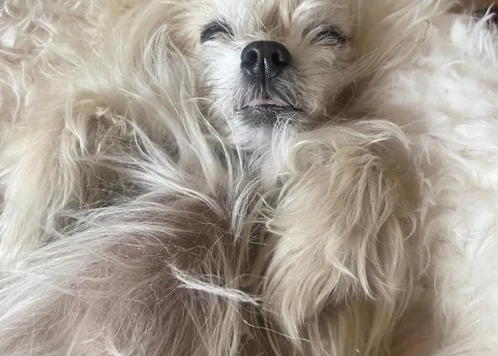 Apartament And Music